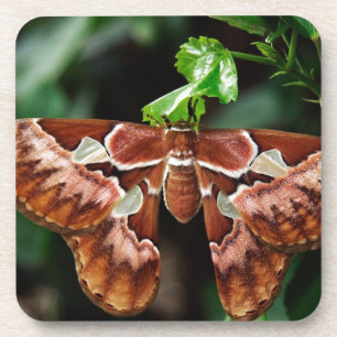Posavasos Hermoso Atlas Moth