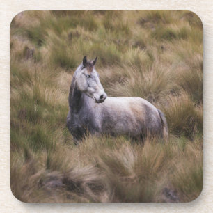 Posavasos Hermoso caballo de color gris