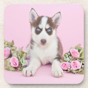 Posavasos Hermoso cachorro humilde con rosas rosas rosas