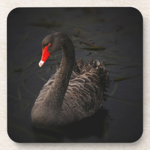 Posavasos Hermoso cisne negro con un brillante pico rojo