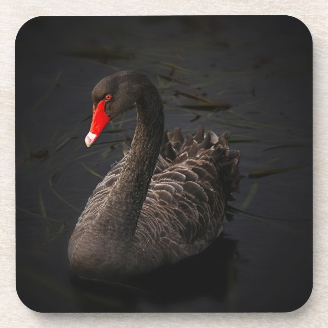 Posavasos Hermoso cisne negro con un brillante pico rojo (Frente)
