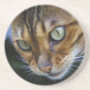 Posavasos Hermoso gato bengalí
