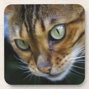 Posavasos Hermoso gato bengalí