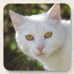 Posavasos Hermoso gato blanco