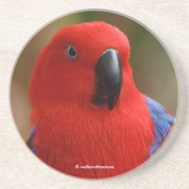 Posavasos Hermoso "Lady in Red" Eclectus Parrot