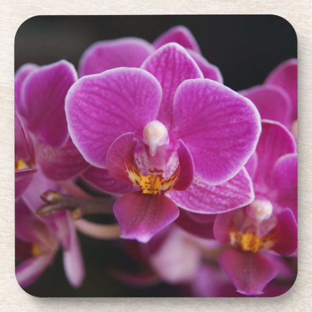 Posavasos Hermoso Orquídea Phalaenopsis Rosa (Frente)
