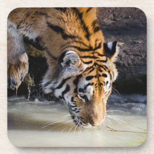 Posavasos Hermoso tigre en el agujero de agua