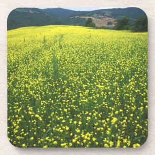 Posavasos Hermosos campos cubiertos de flores amarillas de S