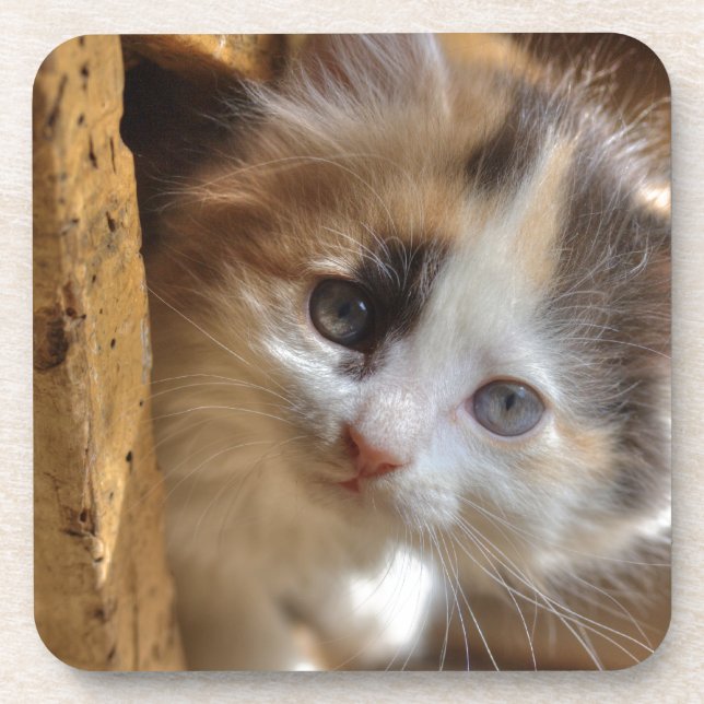Posavasos Heterochromia Calico Kitten (Frente)
