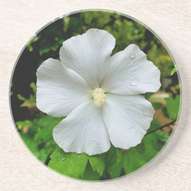 Posavasos Hibiscus (Frente)