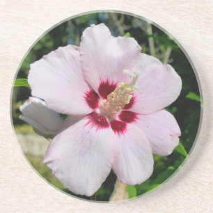 Posavasos Hibiscus