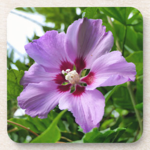 Posavasos Hibiscus
