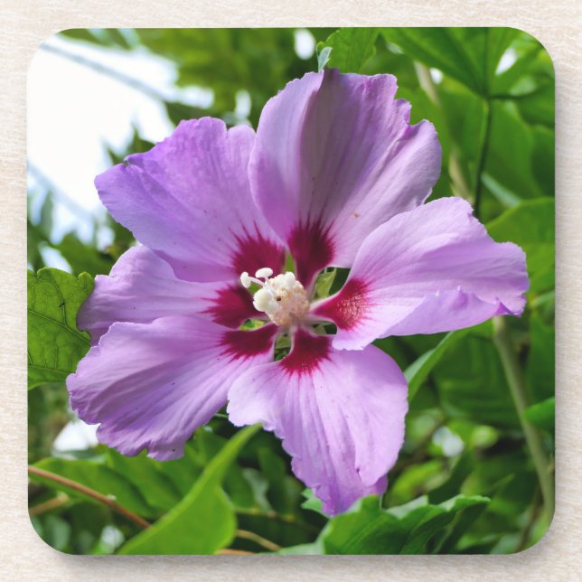 Posavasos Hibiscus (Frente)