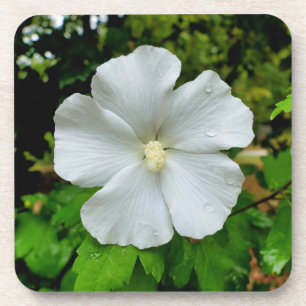 Posavasos Hibiscus
