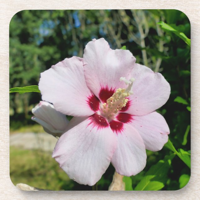 Posavasos Hibiscus (Frente)