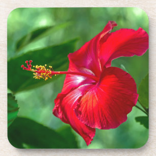 Posavasos Hibiscus Blossom