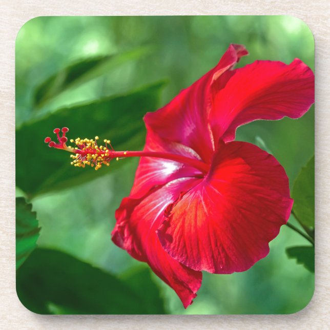 Posavasos Hibiscus Blossom (Frente)