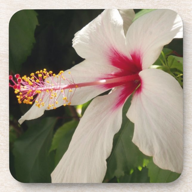 Posavasos Hibiscus Coasters (Frente)