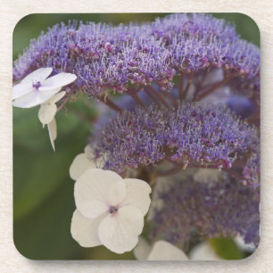 Posavasos Hidrangea, jardín chino Dr. Sun Yat-Sen