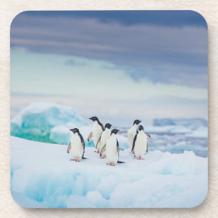 Posavasos Hielo y nieve   Adelie Penguins Antártida