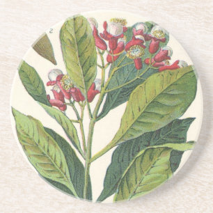 Posavasos Hierbas Especias Comida Antigua, Clavos de Olor Pl