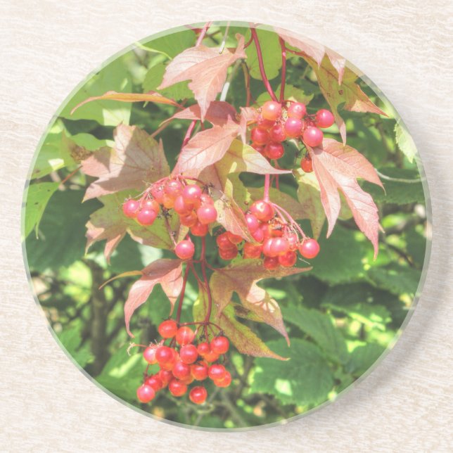 Posavasos Highbush Cranberries (Frente)