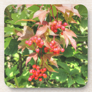 Posavasos Highbush Cranberries