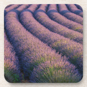 Posavasos Hileras de lavanda en Provenza