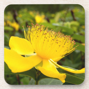 Posavasos Hipericum Calcyinus Duros Astratos Plásticos