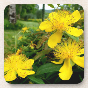 Posavasos Hipericum calycinum
