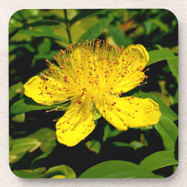 Posavasos Hipericum calycinum (Frente)