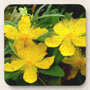 Posavasos Hipericum calycinum