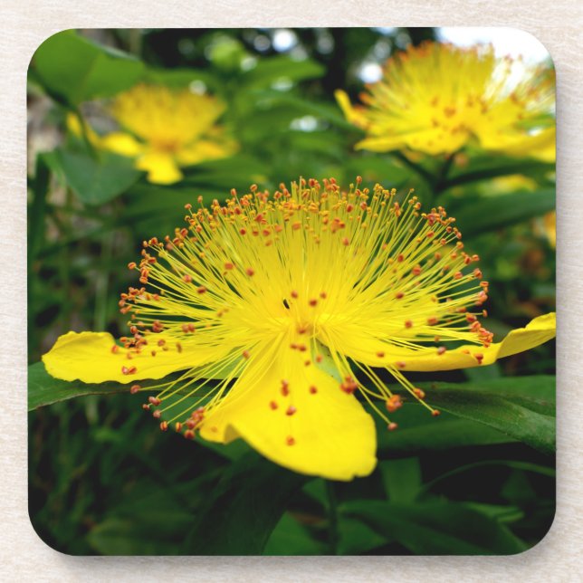 Posavasos Hipericum calycinum (Frente)