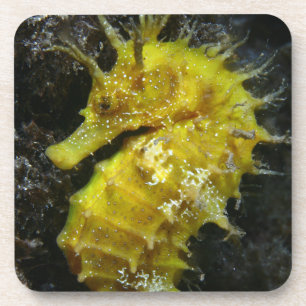 Posavasos Hipocampo amarillo Guttulatus del Seahorse el  