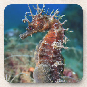 Posavasos Hipocampo Ramulosus del caballo de mar el