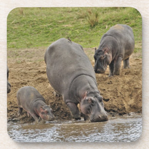 Posavasos Hipopótamo, Hippopotamus amphibius, Serengeti