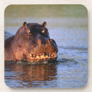 Posavasos Hippopotamus en el río