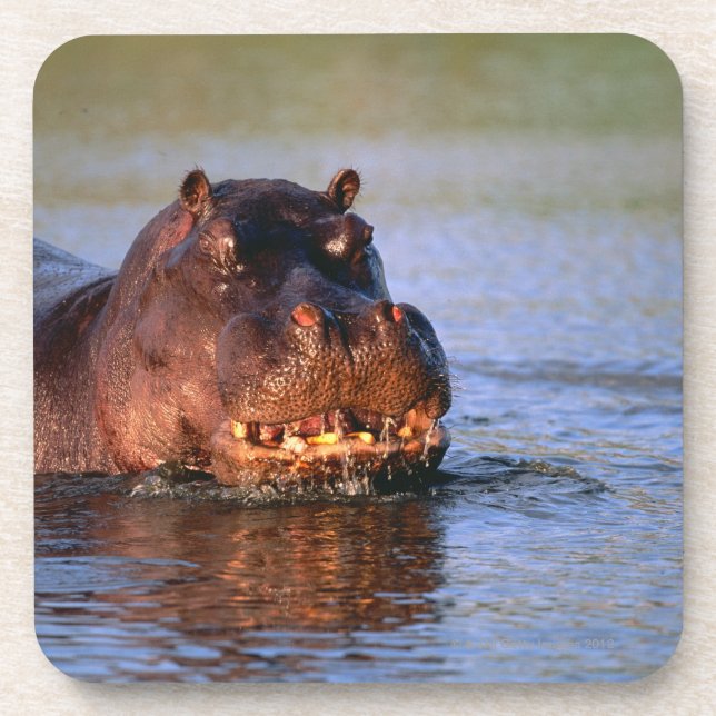 Posavasos Hippopotamus en el río (Frente)