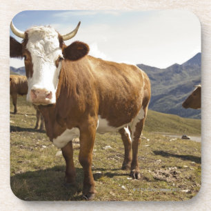Posavasos hochalpenstrasse del grossglockner, hohe tauern,