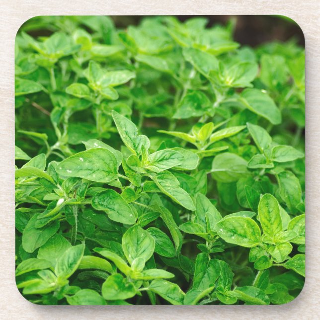 Posavasos Hojas (Frente)