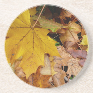 Posavasos Hojas de Arce Caídas Amarillas Otoño Naturaleza