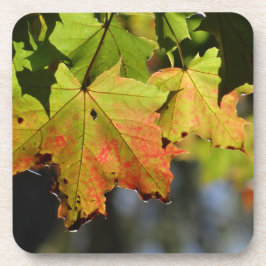 Posavasos Hojas de caída coloridas