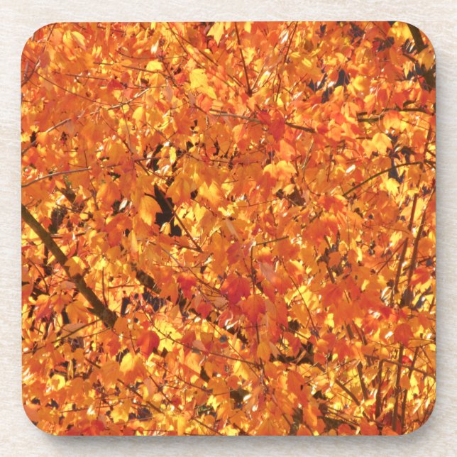 Posavasos Hojas de otoño en el árbol - fotografía. (Frente)