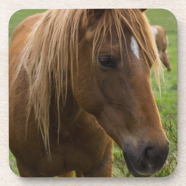 Posavasos Hola de caballo (Frente)