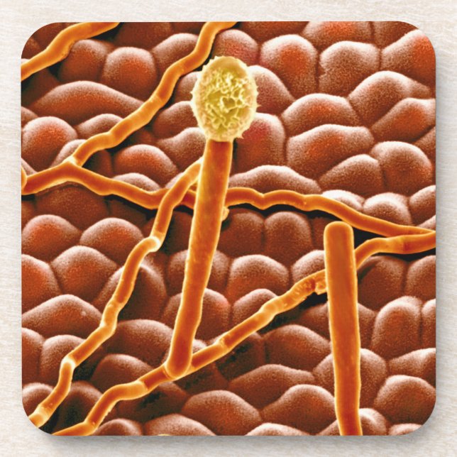 Posavasos Hongo del moho polvoriento en Poinsettia (Frente)