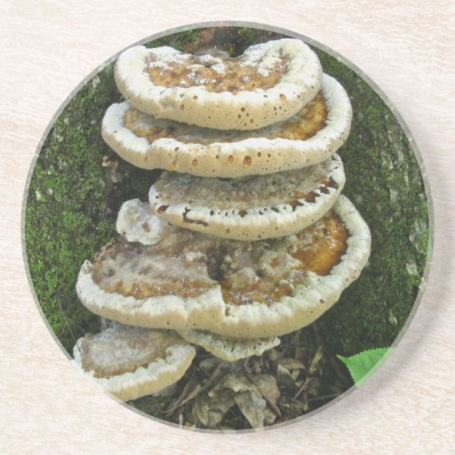 Posavasos Hongos estantes en Stump (Frente)