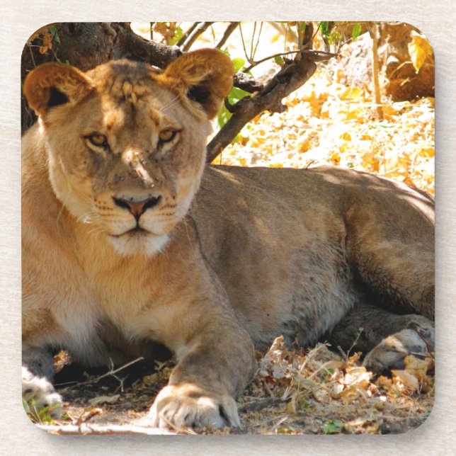 Posavasos Hora de Siesta (Frente)