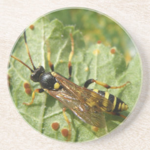 Posavasos Hoverfly Coasters