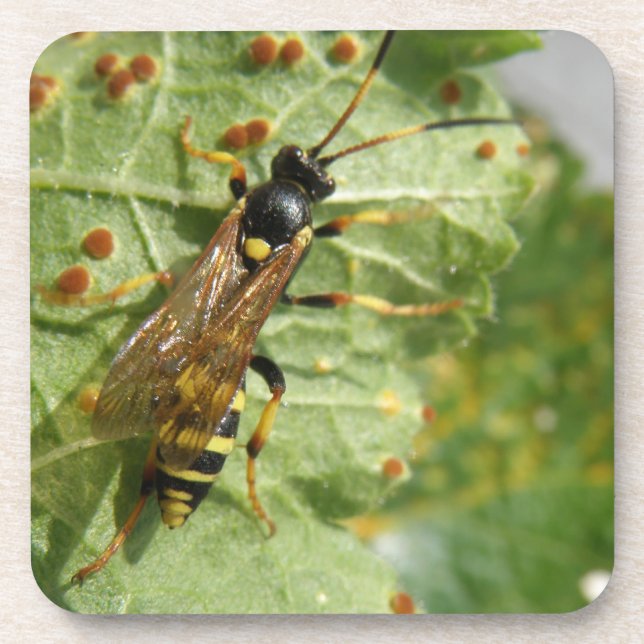 Posavasos Hoverfly Cork Coaster (Frente)