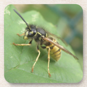 Posavasos Hoverfly Macro Coaster
